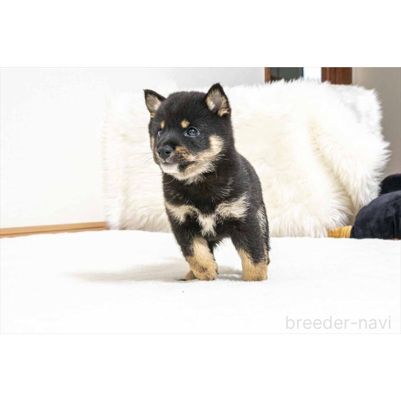 販売中の大分県の豆柴-424023の2枚目