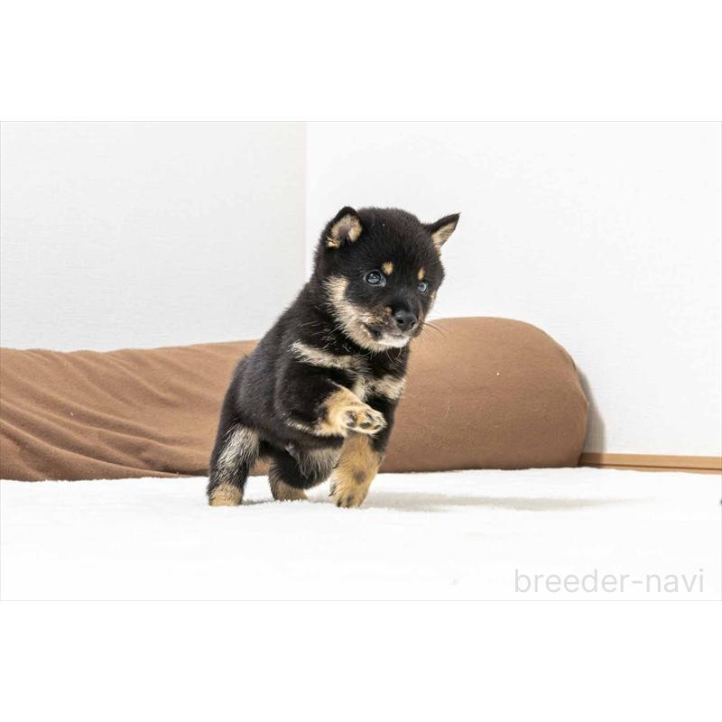 販売中の大分県の豆柴-424023の3枚目