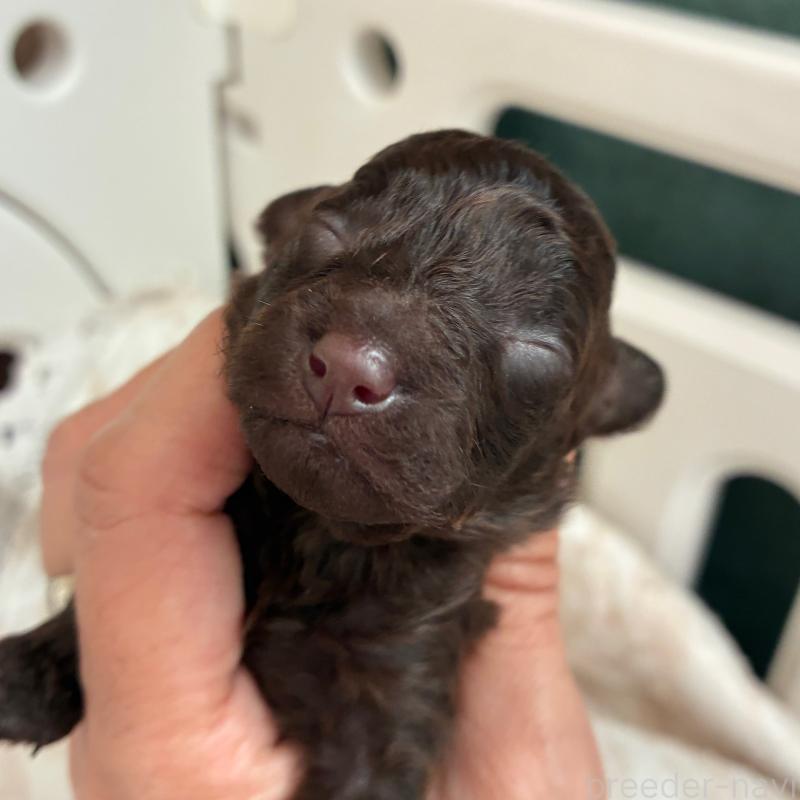 販売中の千葉県のタイニープードル-420123の2枚目