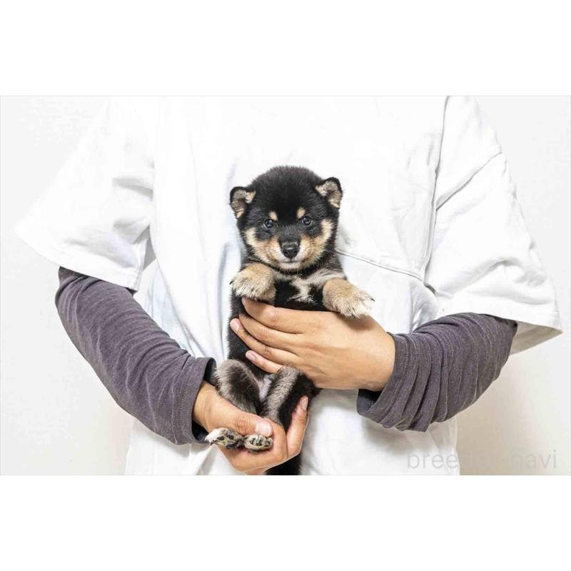 販売中の大分県の豆柴-424024の5枚目