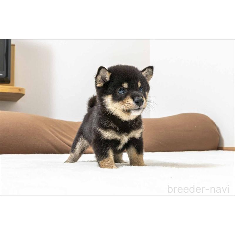 販売中の大分県の豆柴-424024の4枚目