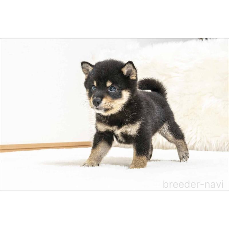 販売中の大分県の豆柴-424024の3枚目