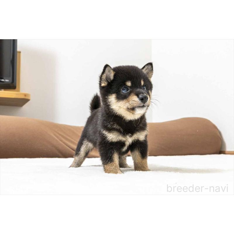 販売中の大分県の豆柴-424024の2枚目