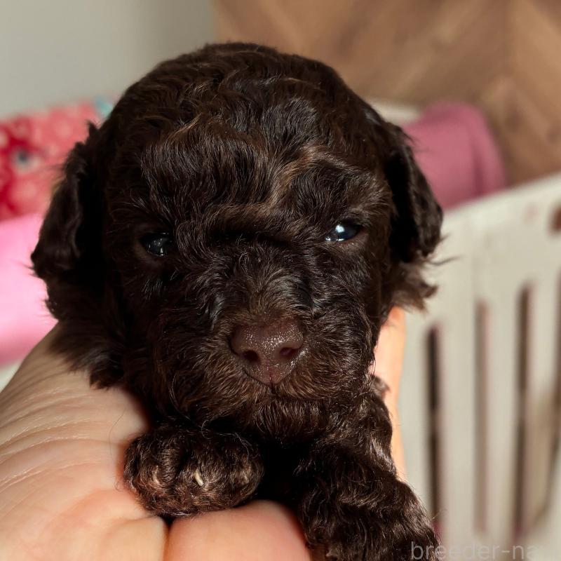 販売中の千葉県のタイニープードル-420123