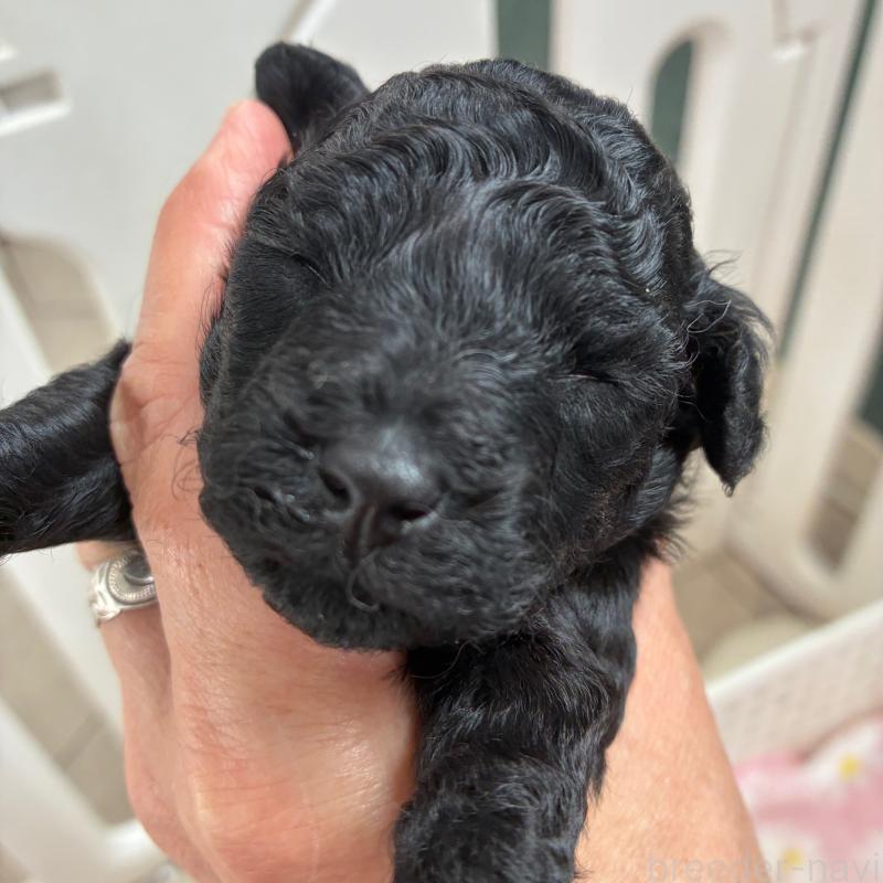 販売中の千葉県のタイニープードル-421717