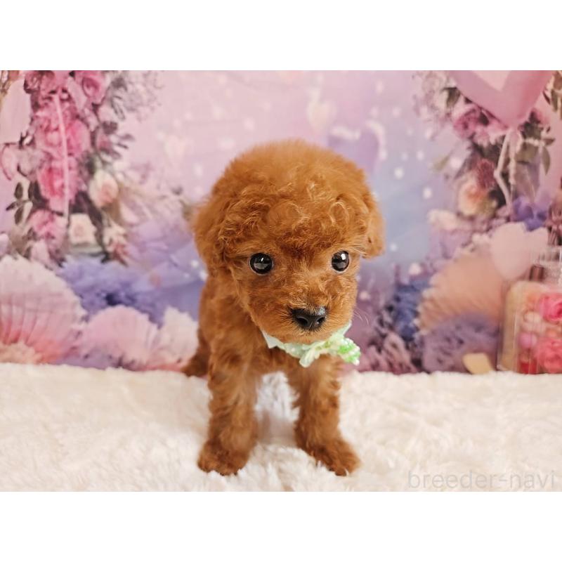 販売中の岐阜県のトイプードル-424025の11枚目