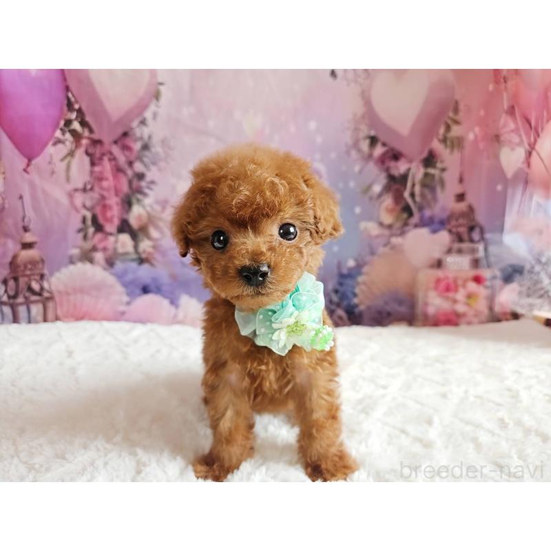 販売中の岐阜県のトイプードル-424025の7枚目