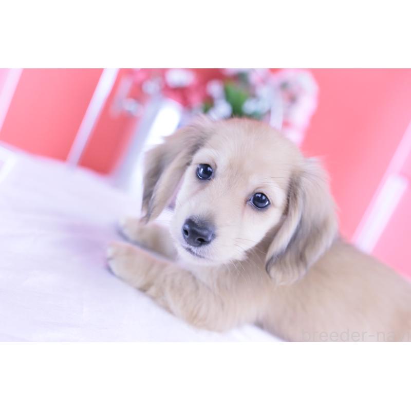 商談中の愛知県のカニンヘンダックスフンド(ロングヘアード)-418930の13枚目