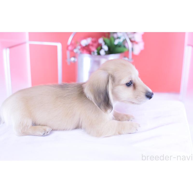 商談中の愛知県のカニンヘンダックスフンド(ロングヘアード)-418930の12枚目