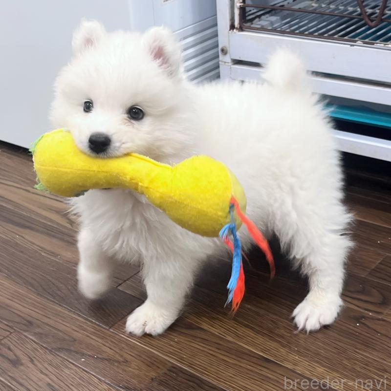 販売中の東京都のサモエド-421691