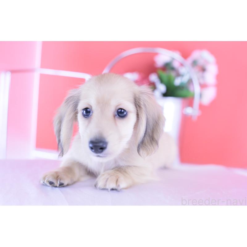 商談中の愛知県のカニンヘンダックスフンド(ロングヘアード)-418930の10枚目