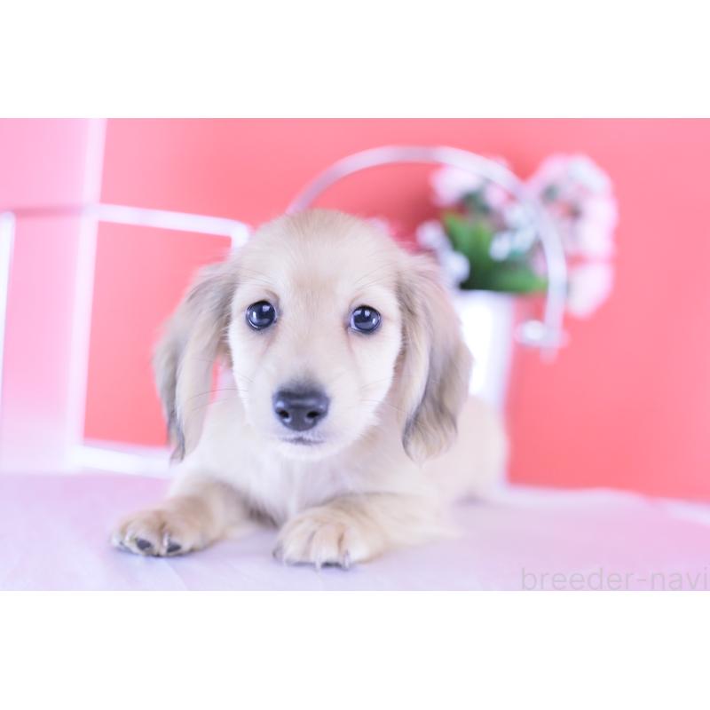 商談中の愛知県のカニンヘンダックスフンド(ロングヘアード)-418930の9枚目