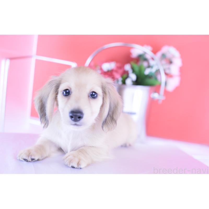 商談中の愛知県のカニンヘンダックスフンド(ロングヘアード)-418930の8枚目