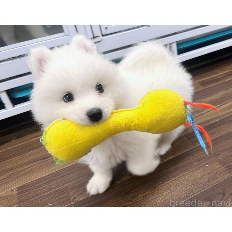 成約済の東京都のサモエド-421691の7枚目