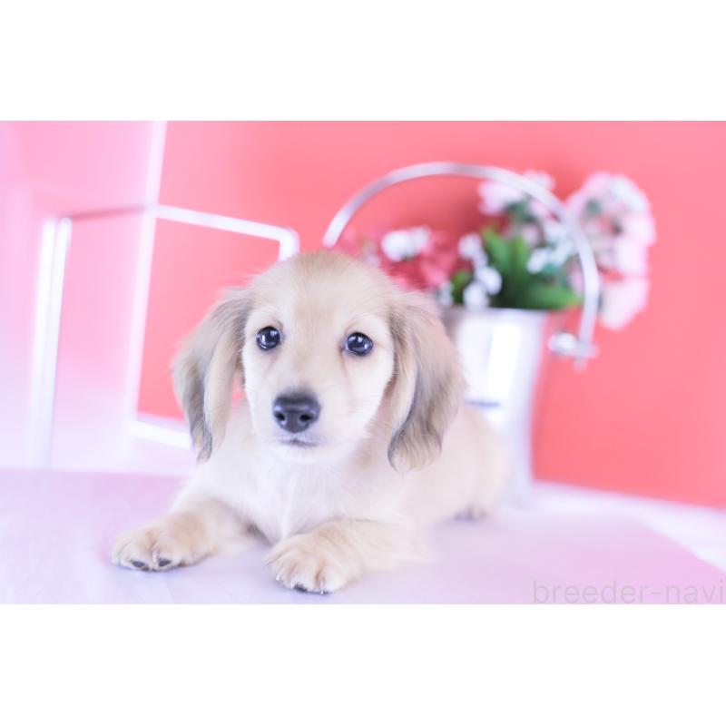 商談中の愛知県のカニンヘンダックスフンド(ロングヘアード)-418930の7枚目