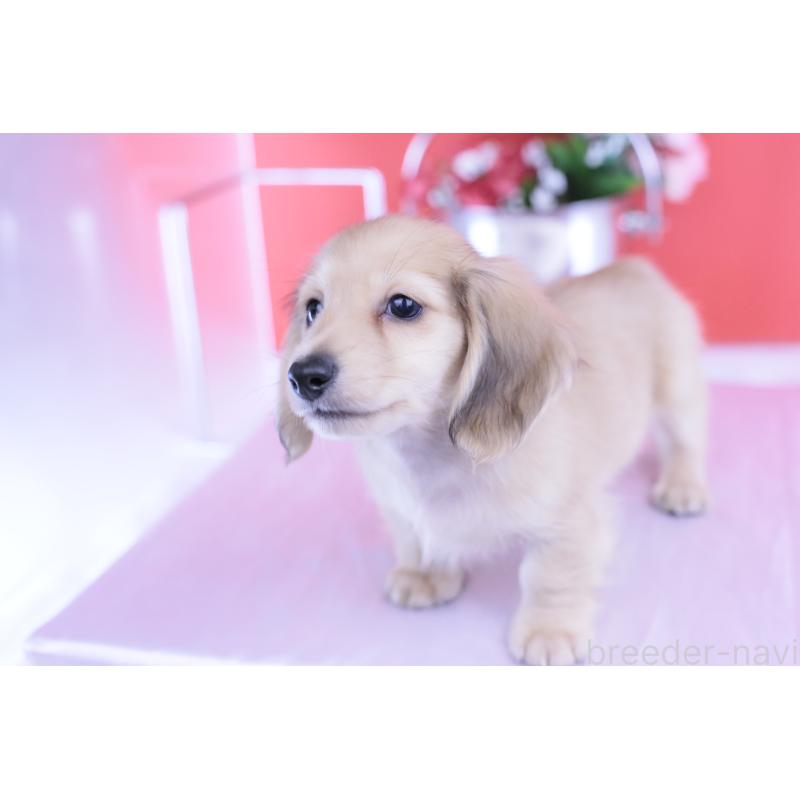 商談中の愛知県のカニンヘンダックスフンド(ロングヘアード)-418930の6枚目