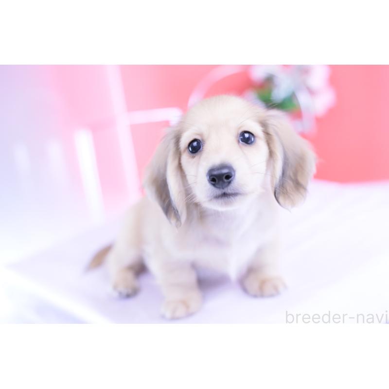 商談中の愛知県のカニンヘンダックスフンド(ロングヘアード)-418930の5枚目