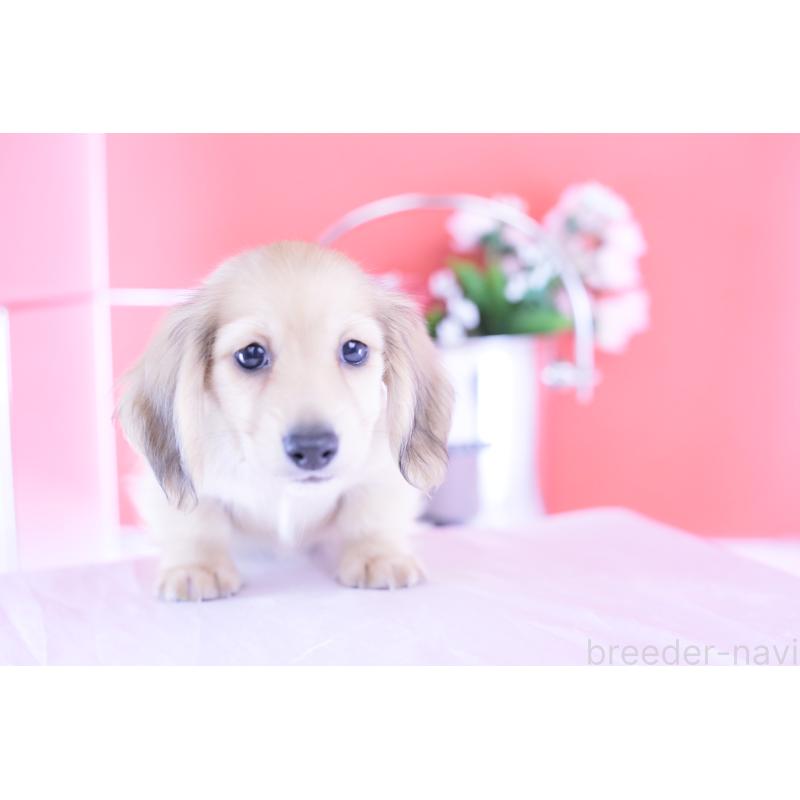 商談中の愛知県のカニンヘンダックスフンド(ロングヘアード)-418930の4枚目