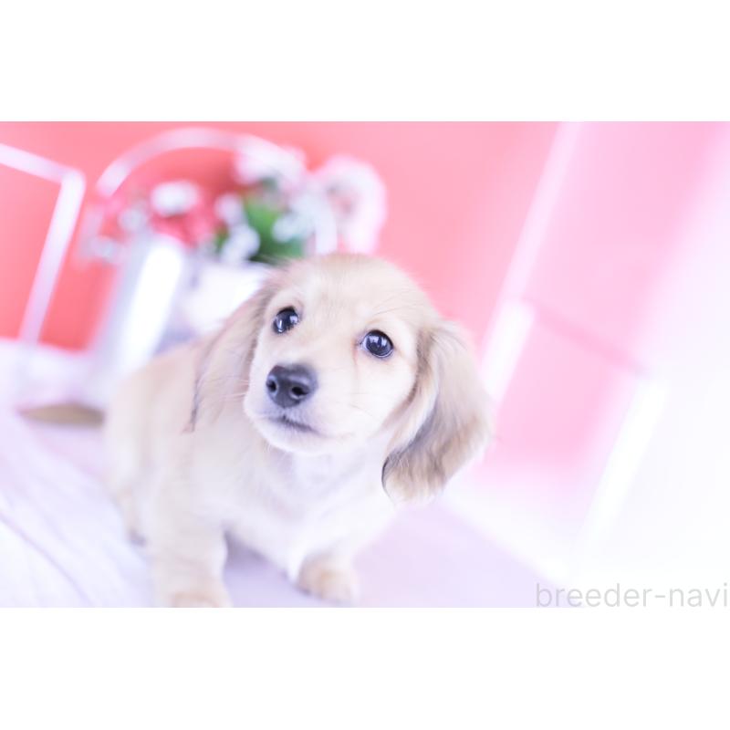 商談中の愛知県のカニンヘンダックスフンド(ロングヘアード)-418930の3枚目