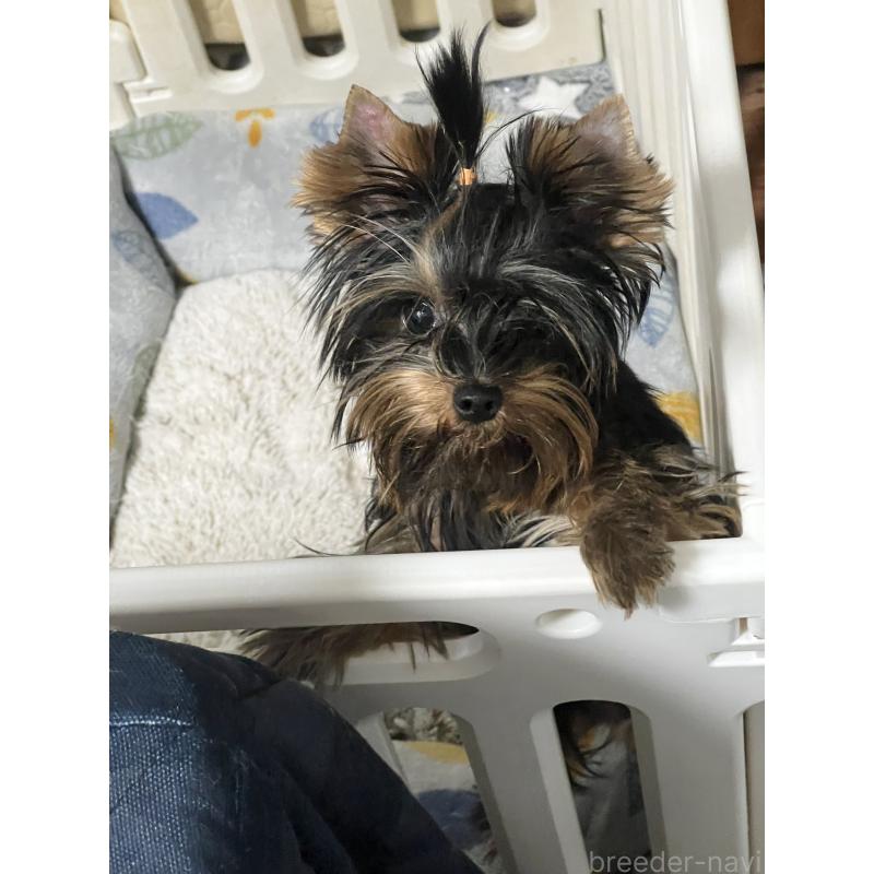 販売中の埼玉県のヨークシャーテリア-424031の2枚目