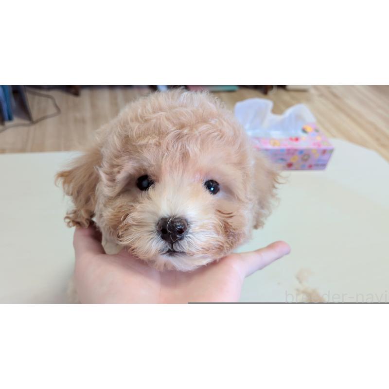 販売中の茨城県のビションプー:ビションフリーゼ×トイプードル-418726の2枚目