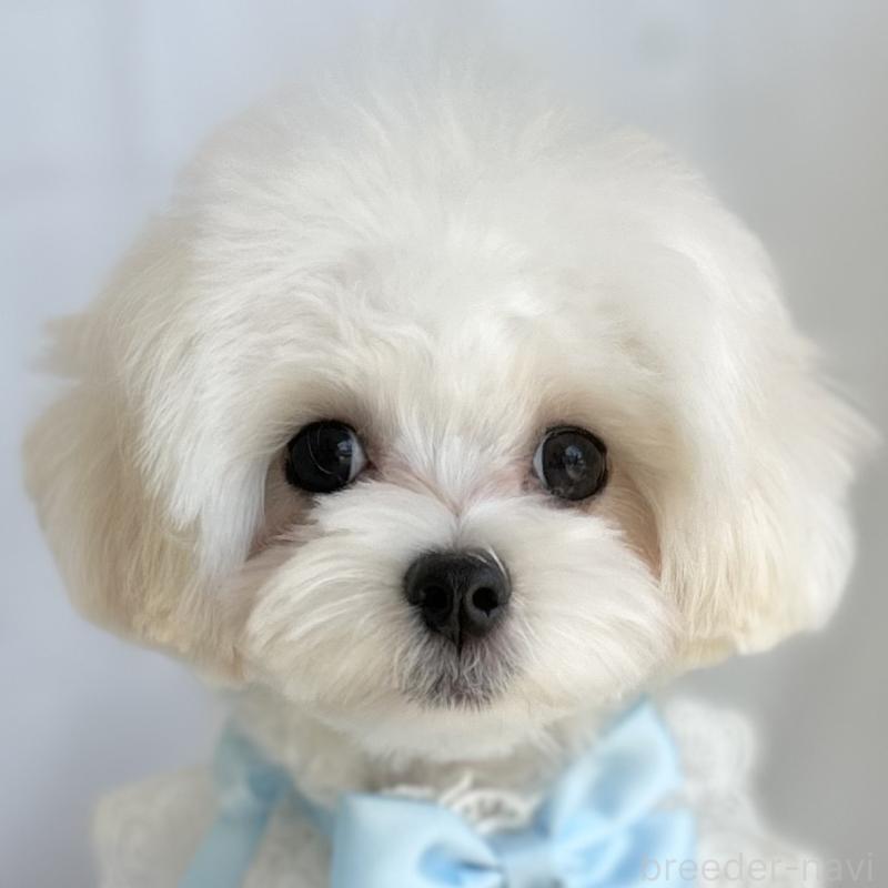 販売中の愛知県のマルチーズ-412047