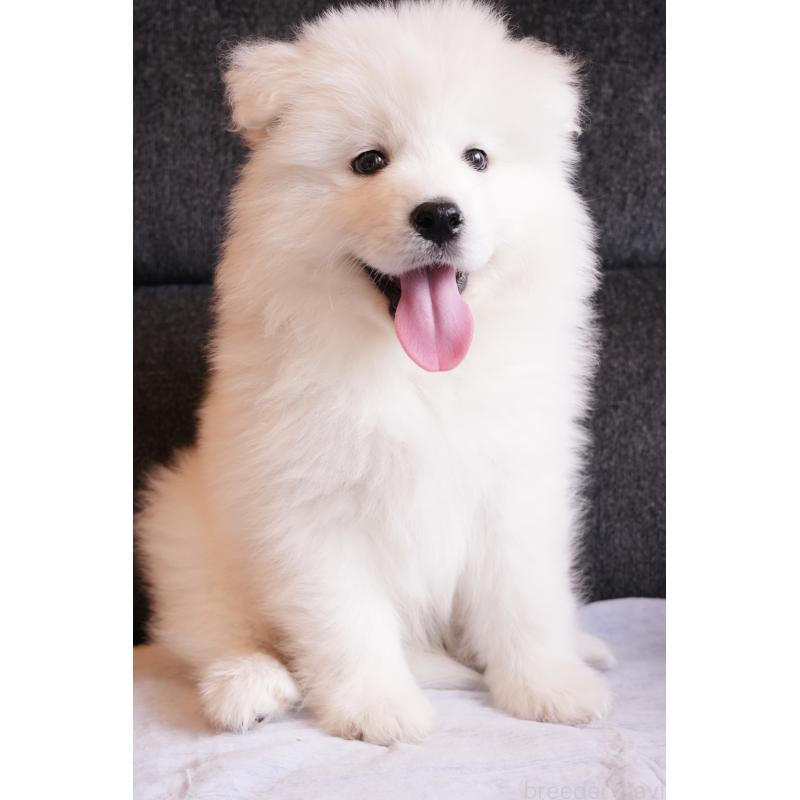 成約済の群馬県のサモエド-417964の4枚目