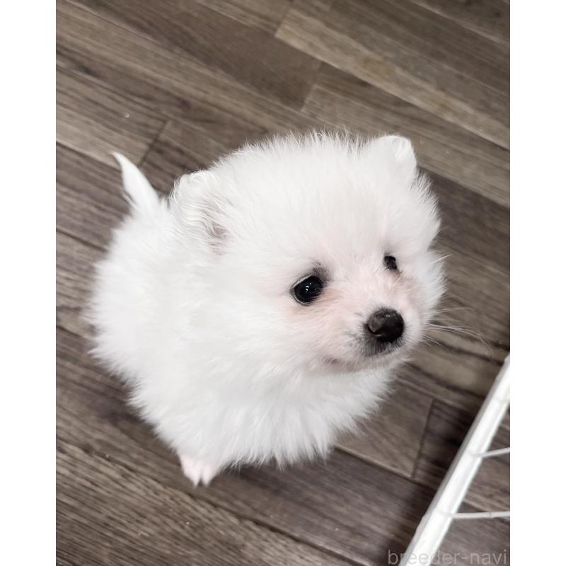 販売中の東京都のポメラニアン-422296の6枚目