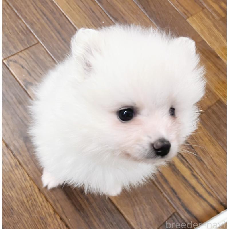 販売中の東京都のポメラニアン-422296の5枚目