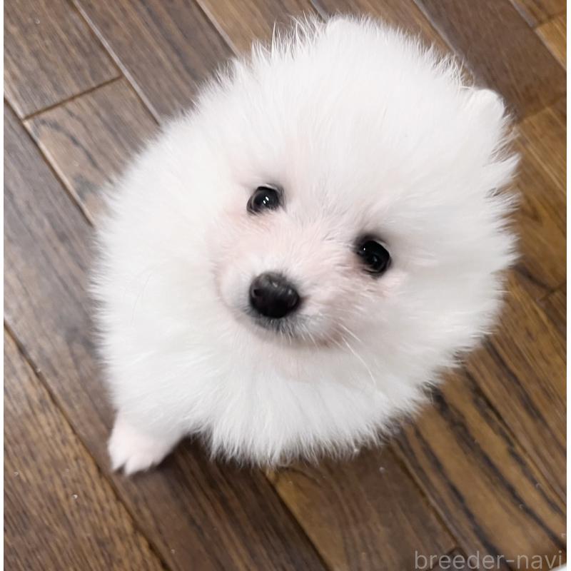 販売中の東京都のポメラニアン-422296