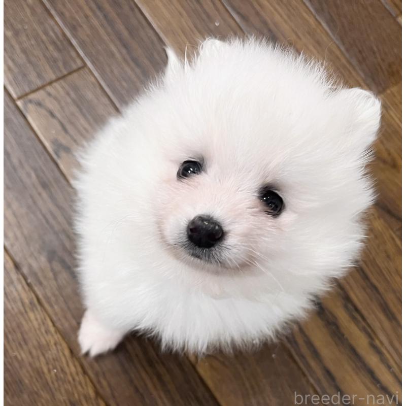 販売中の東京都のポメラニアン-422296の4枚目