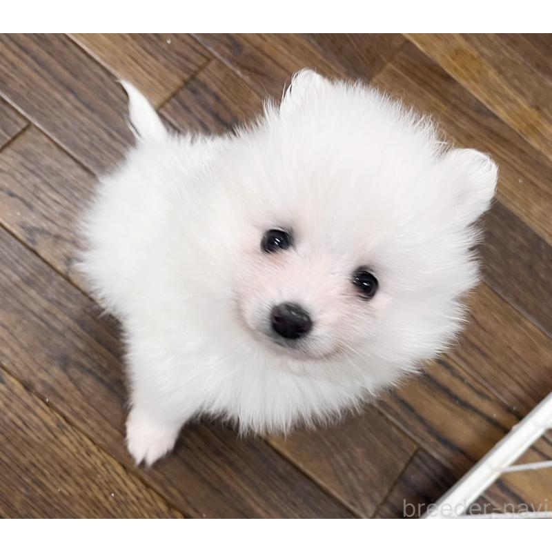 販売中の東京都のポメラニアン-422296の3枚目