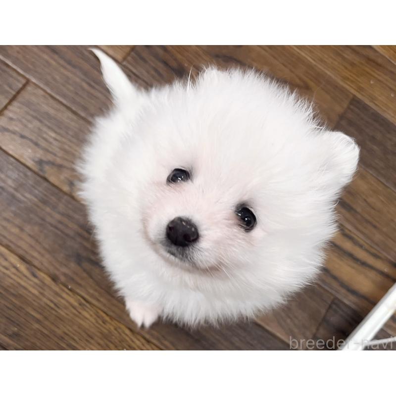 販売中の東京都のポメラニアン-422296の2枚目
