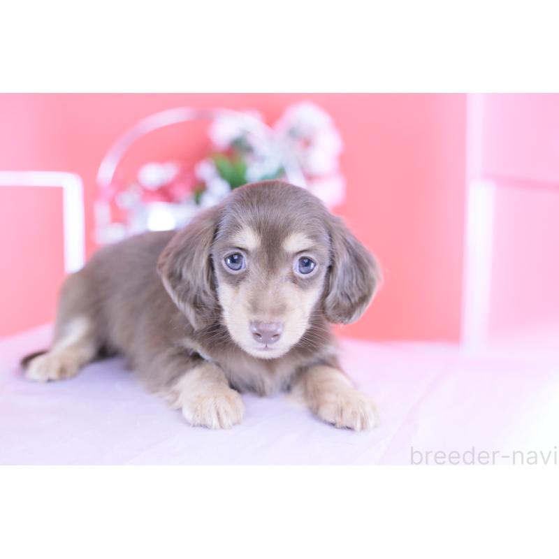 販売中の愛知県のカニンヘンダックスフンド(ロングヘアード)-418943の12枚目