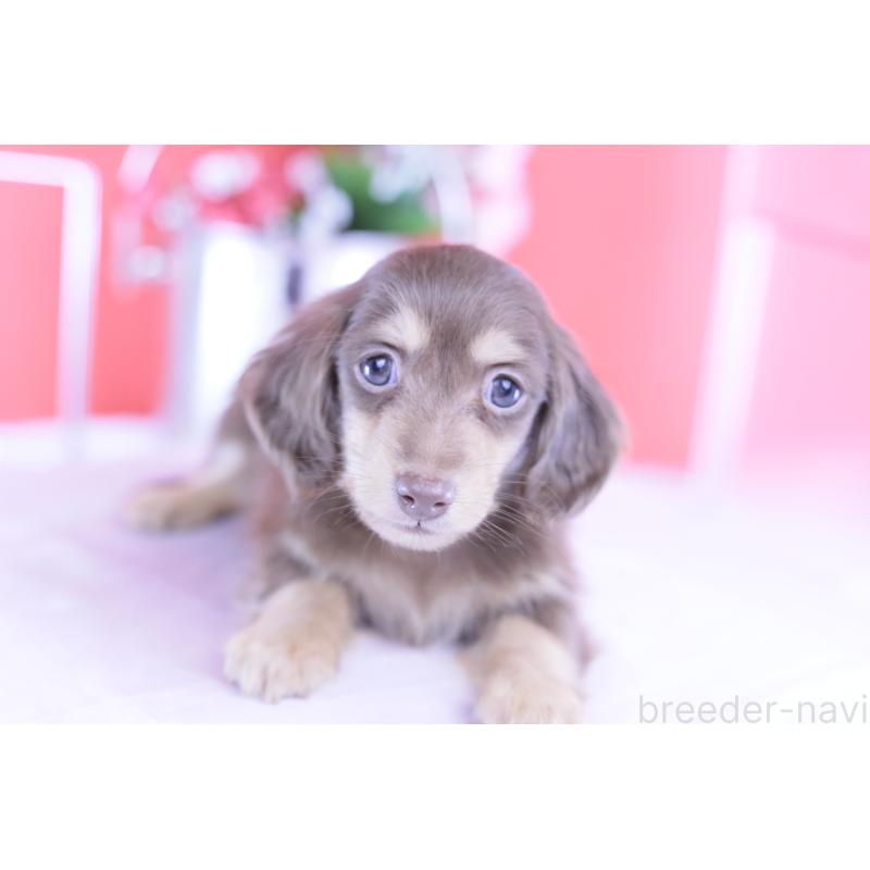 販売中の愛知県のカニンヘンダックスフンド(ロングヘアード)-418943の11枚目