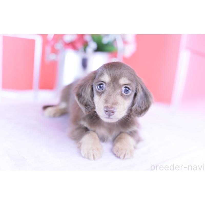 販売中の愛知県のカニンヘンダックスフンド(ロングヘアード)-418943の6枚目