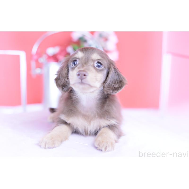 販売中の愛知県のカニンヘンダックスフンド(ロングヘアード)-418943の5枚目