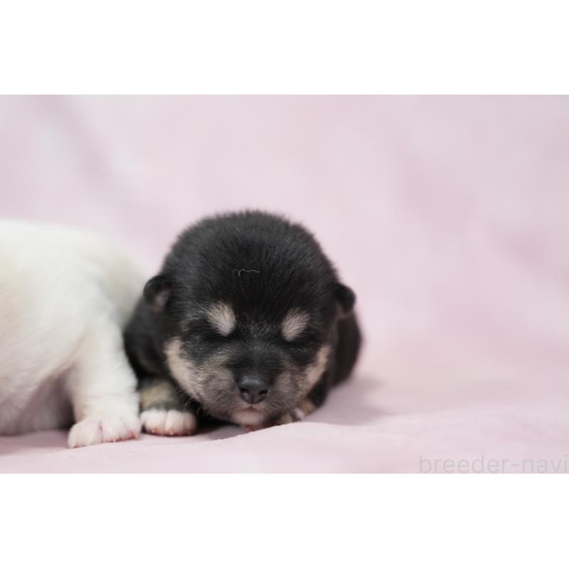 販売中の群馬県の柴犬-424033の4枚目