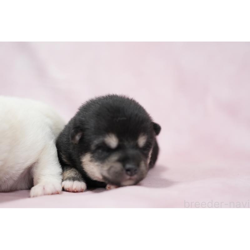 販売中の群馬県の柴犬-424033の3枚目