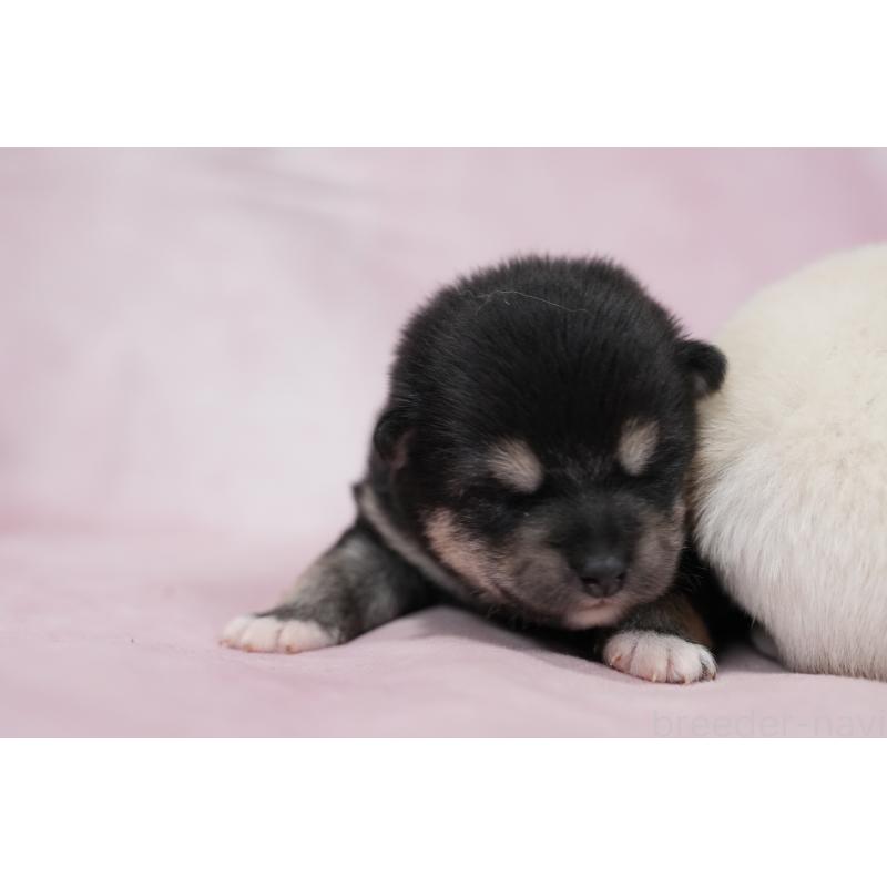 販売中の群馬県の柴犬-424033の2枚目