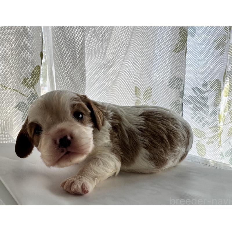 販売中の茨城県のキャバリアキングチャールズスパニエル-421197