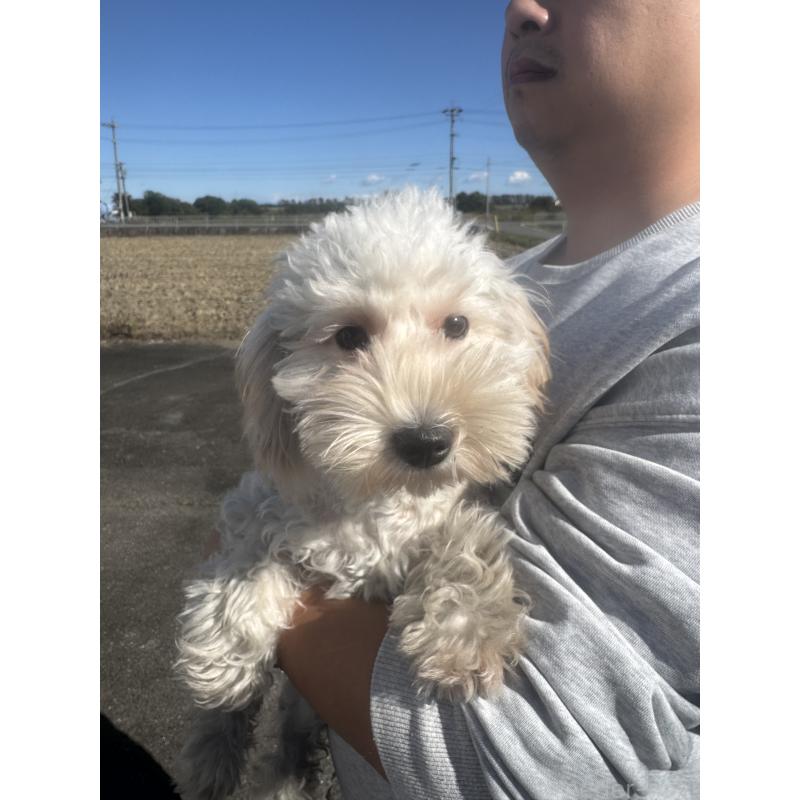 販売中の岐阜県のビションプー:ビションフリーゼ×トイプードル-392163の4枚目