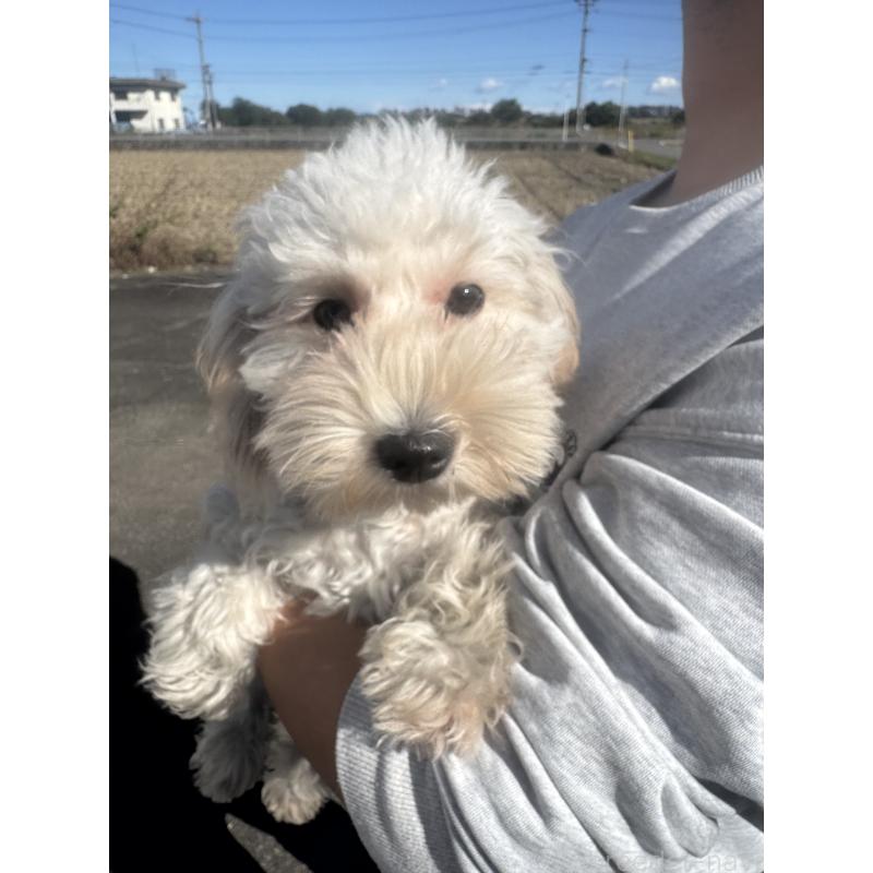 販売中の岐阜県のビションプー:ビションフリーゼ×トイプードル-392163の3枚目