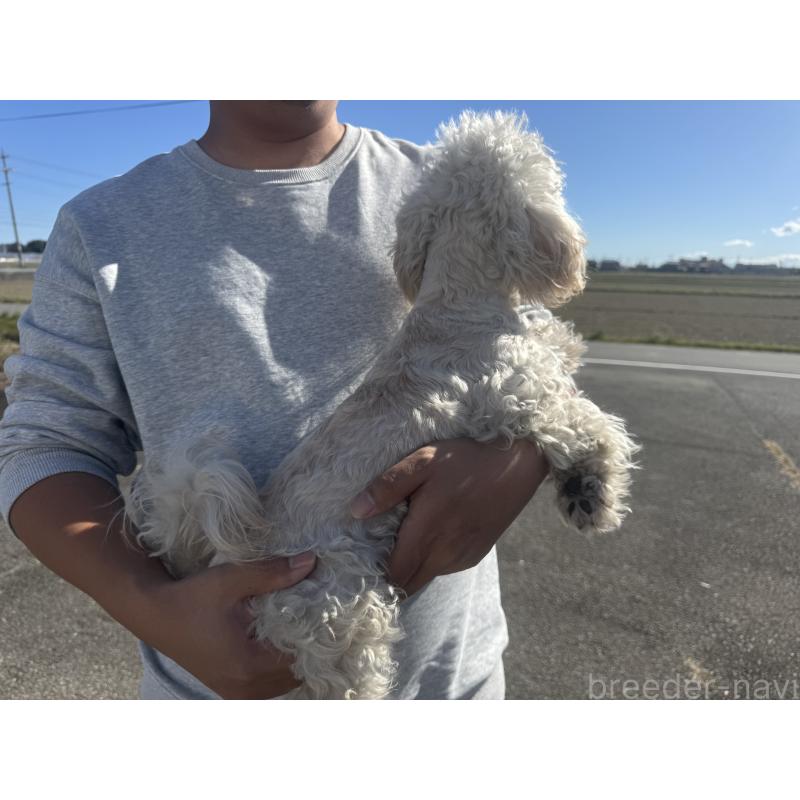 販売中の岐阜県のビションプー:ビションフリーゼ×トイプードル-392163の2枚目