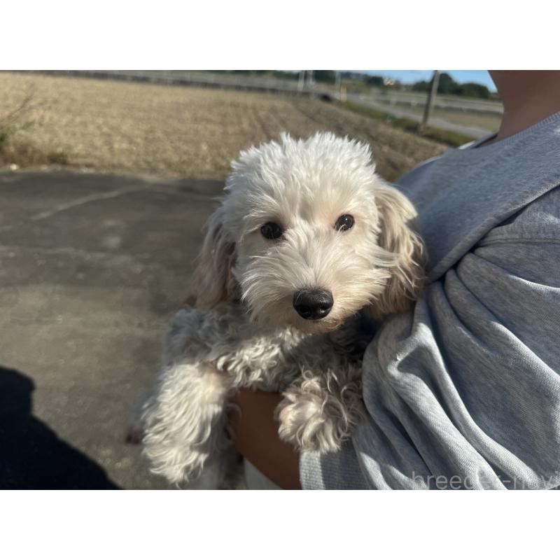 販売中の岐阜県のビションプー:ビションフリーゼ×トイプードル-392161の4枚目