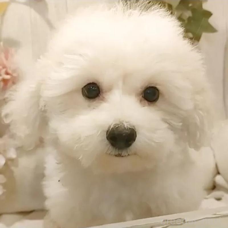 販売中の愛知県のビションフリーゼ-414534の1枚目