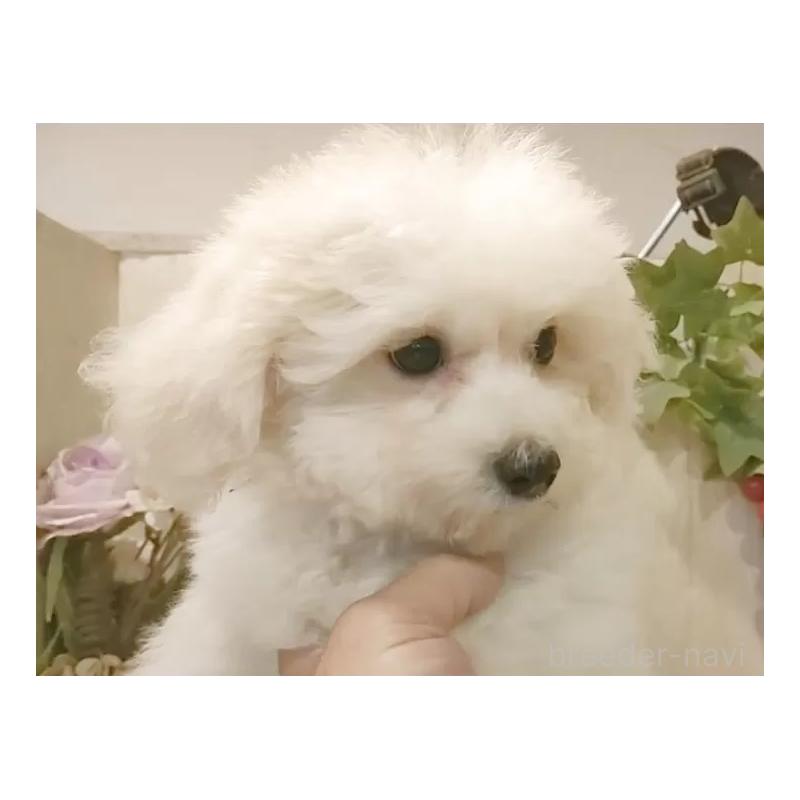 販売中の愛知県のビションフリーゼ-414534の14枚目