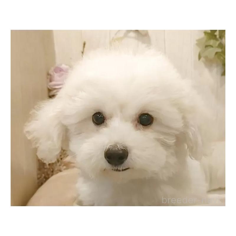 販売中の愛知県のビションフリーゼ-414534の13枚目