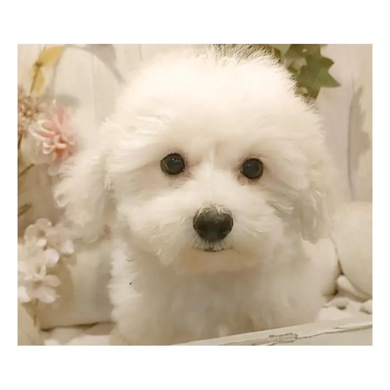 販売中の愛知県のビションフリーゼ-414534の12枚目