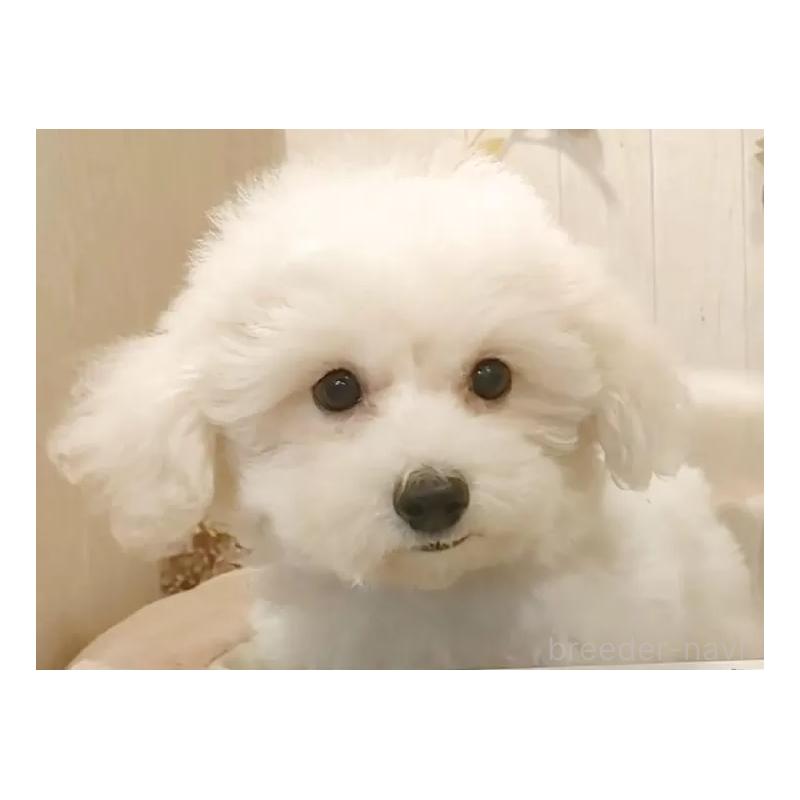 販売中の愛知県のビションフリーゼ-414534の11枚目